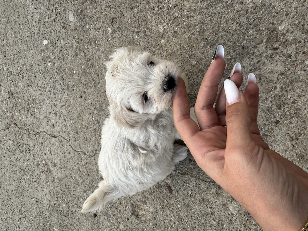 Bichon Maltez de vanzare!
