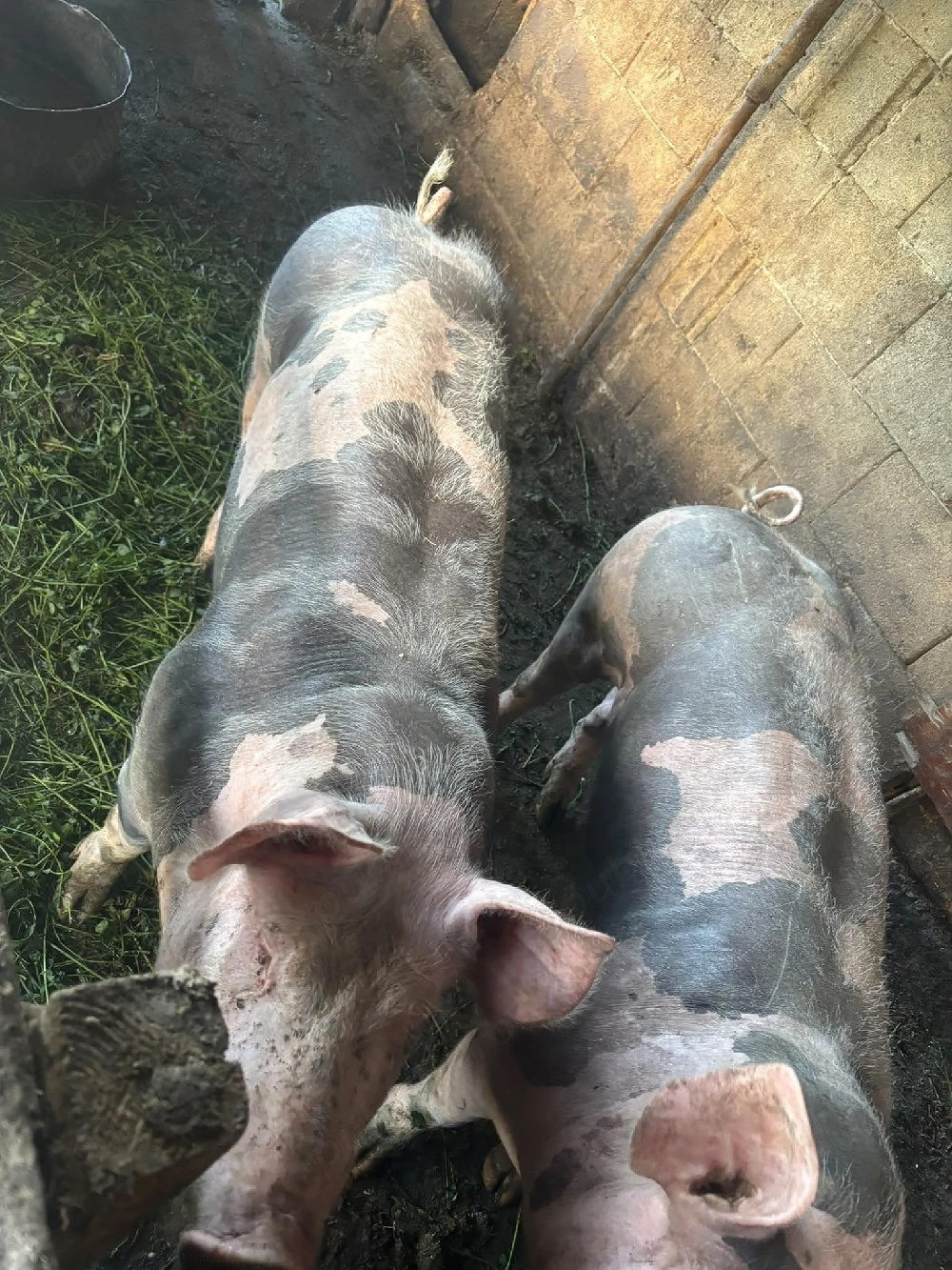porci petrean 