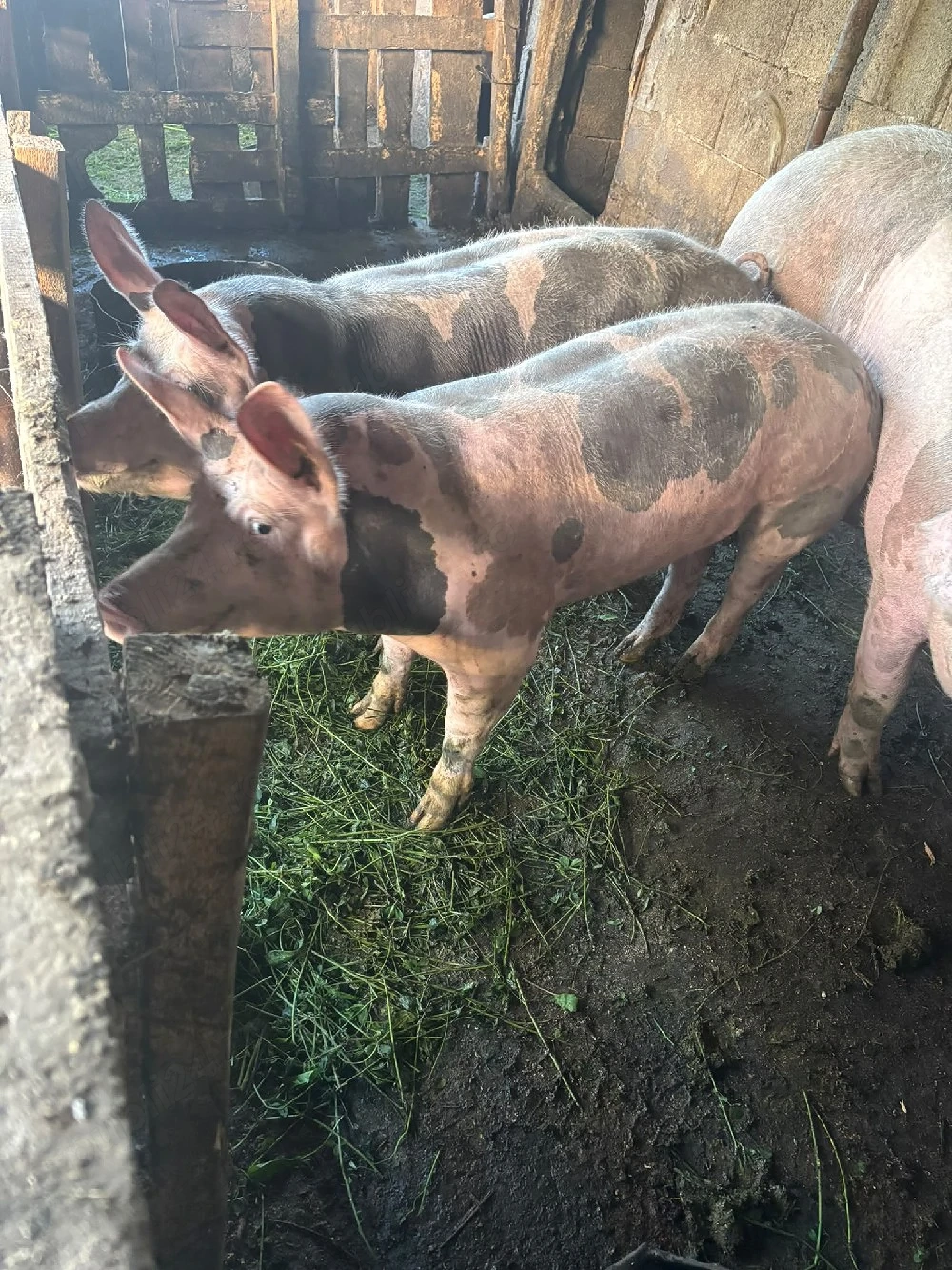 porci petrean 