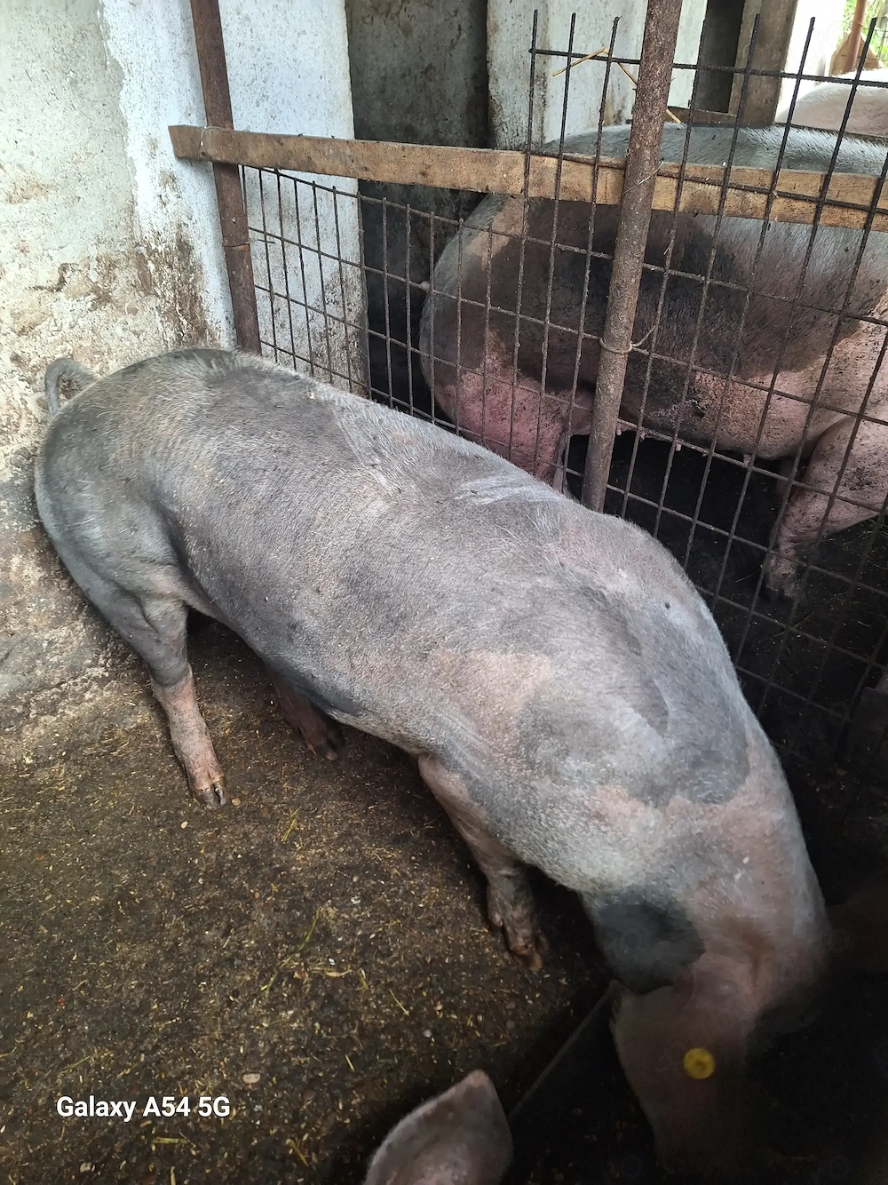 Purcea si porc pietrain 
