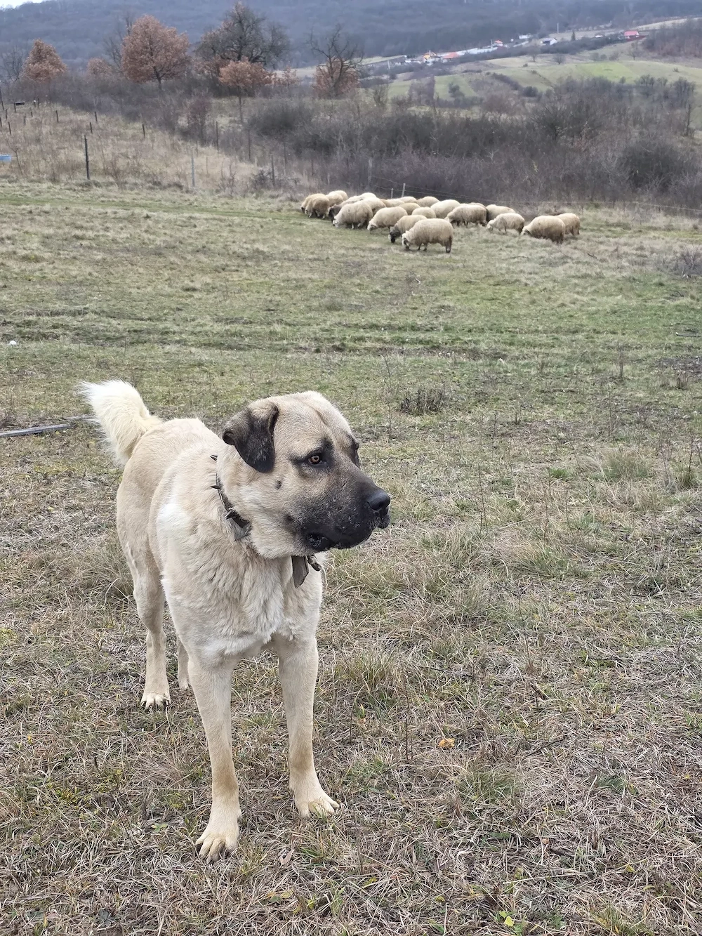 Mascul Kangal de vanzare