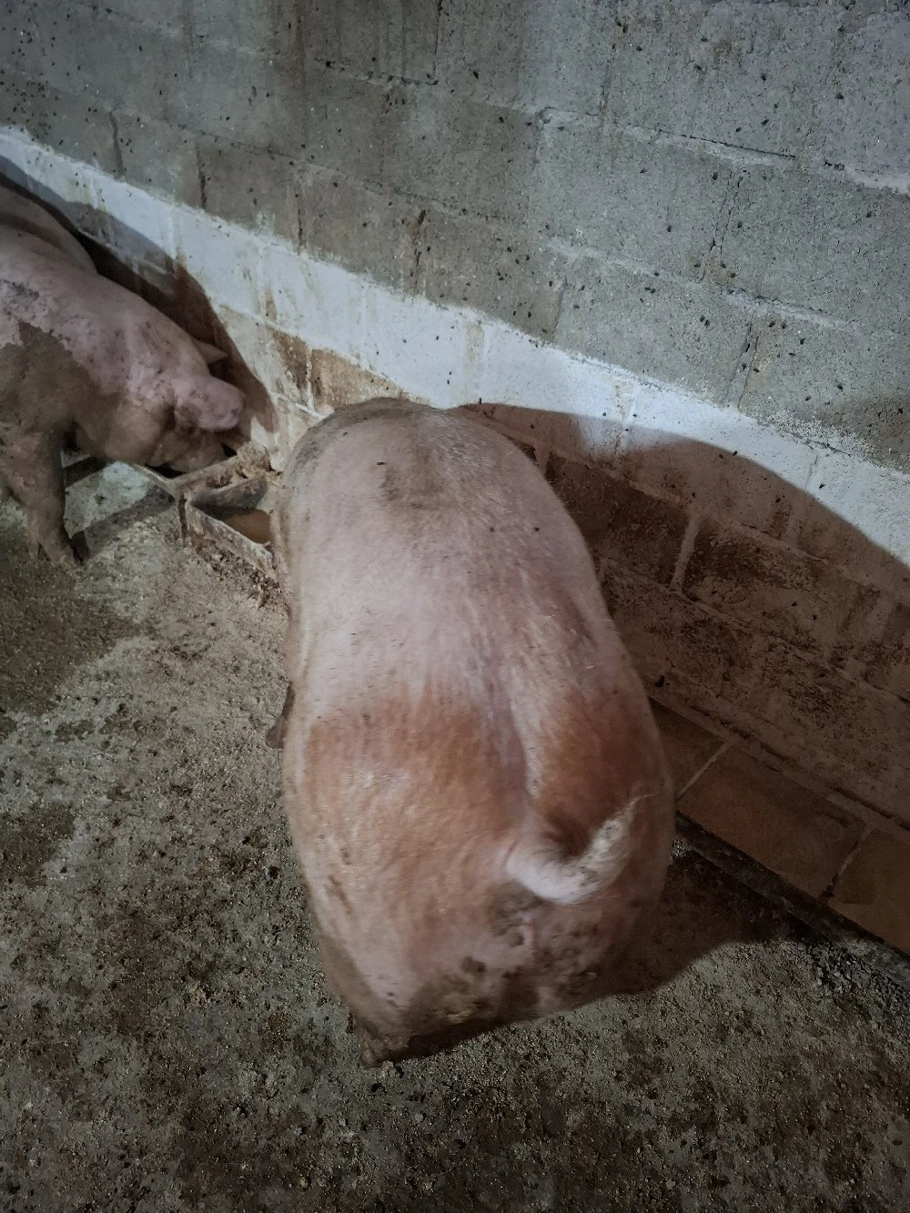 Vând porci de carne hrăniți corespunzător  200 kg-250 kg