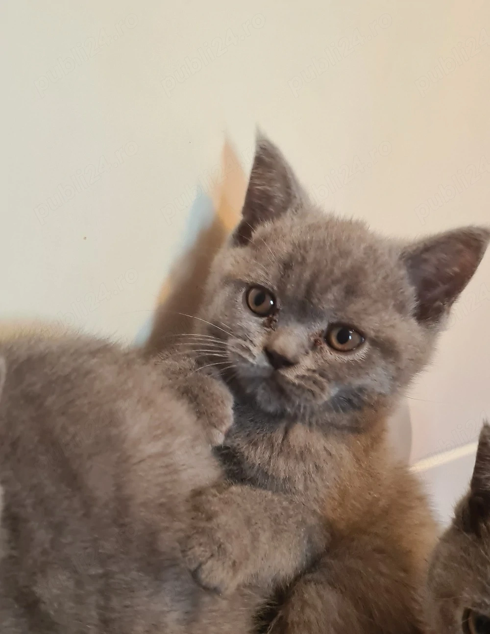 British Shorthair 