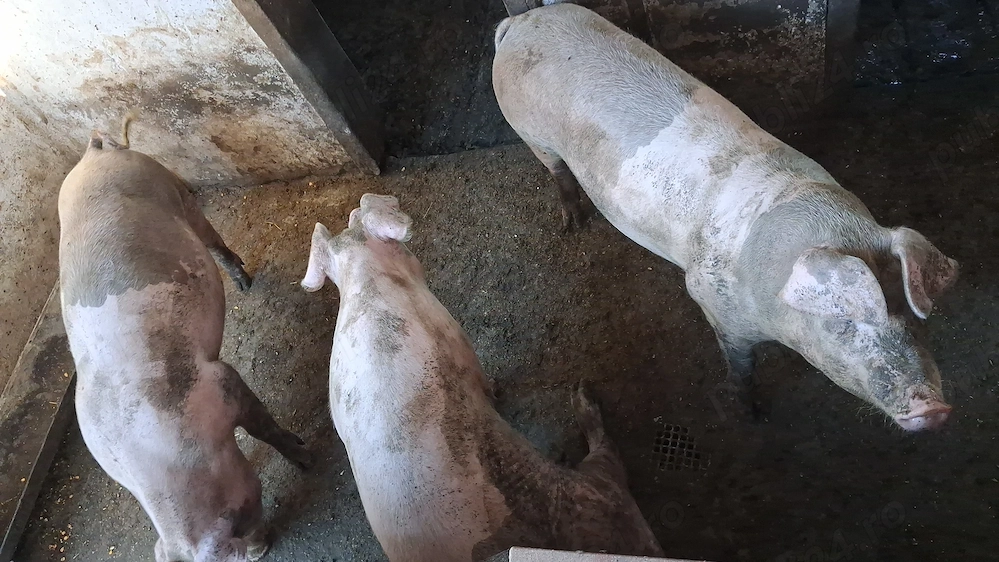 Vand porci pt cracihn