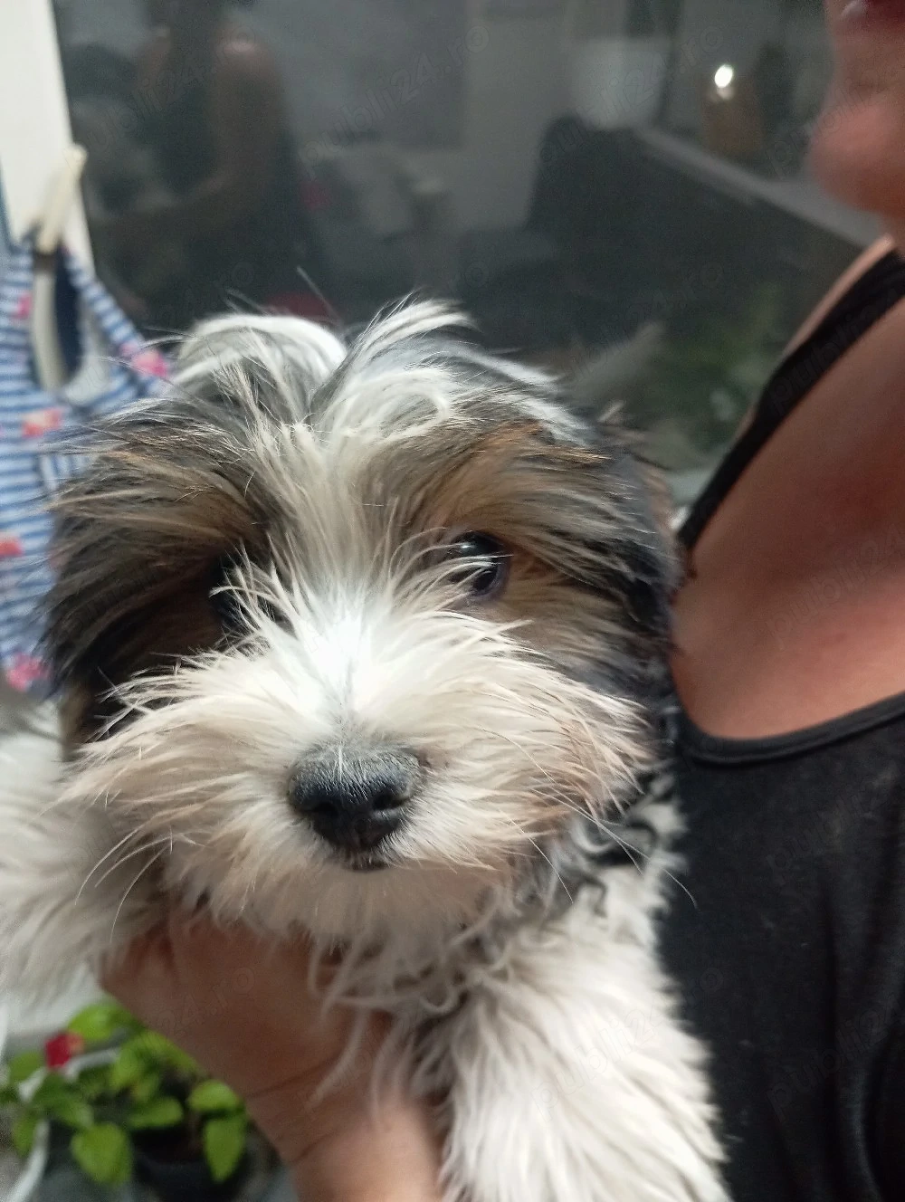 Yorkshire terrier 