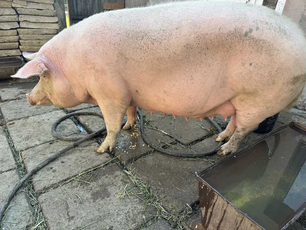 Porci de vânzare