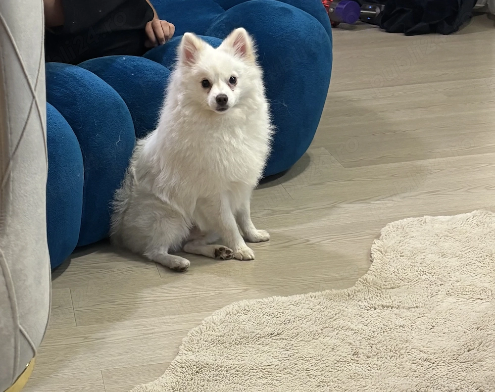 Spitz Pomeranian mascul, 9 luni, microcipat și vaccinat sterilizat