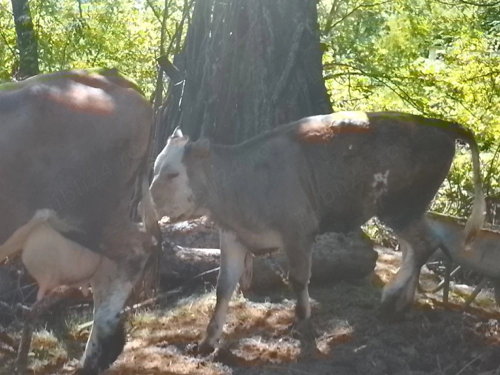 vând vaca bună de lapte gestantă in 6 luni acesta vine nu pleacă fără juncă (vițică)
