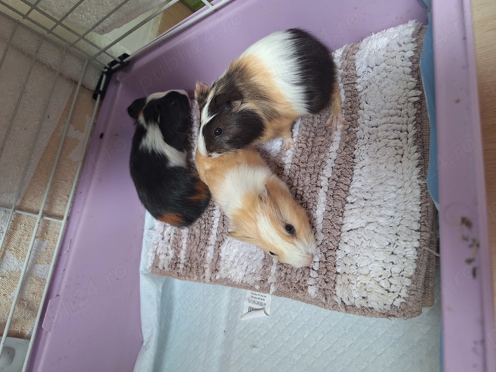 Porcusori de guineea, 4 saptamani 