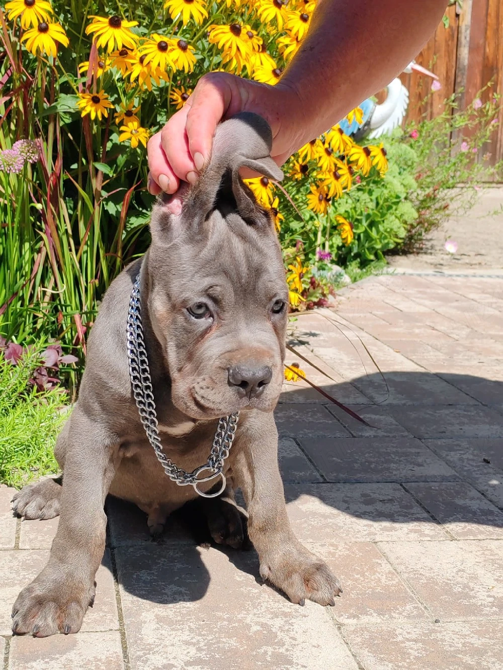 cane corso ras  pură părinți cu pedigre disponibil mai multe culoare