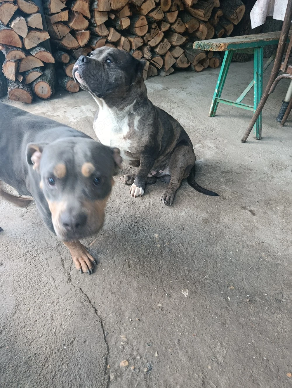 american bully xl femela 