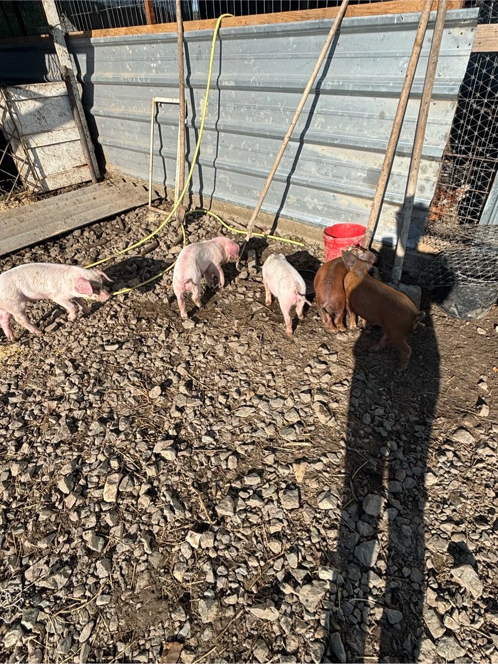 vand porci 