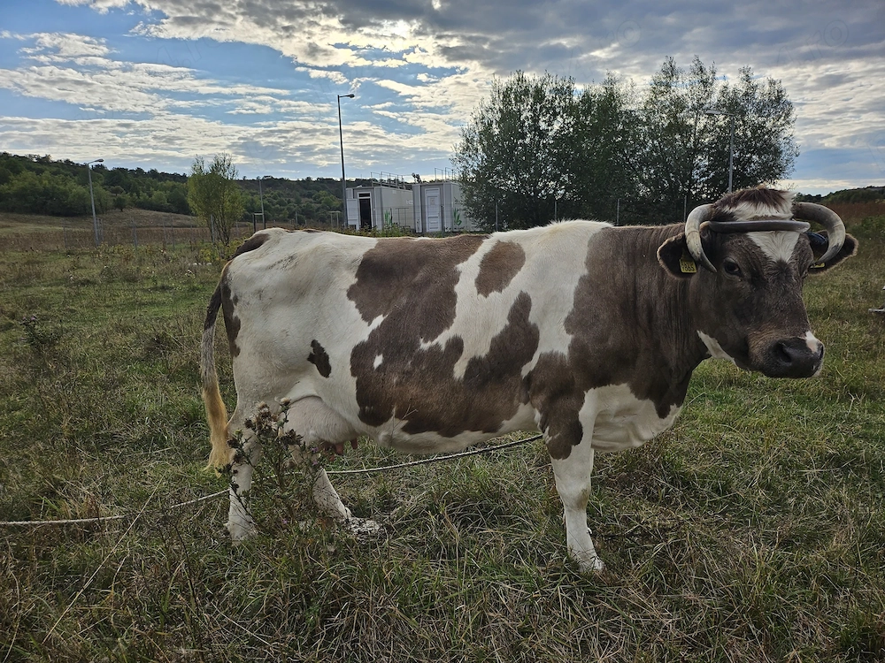 Vand vacă cu tăuraș