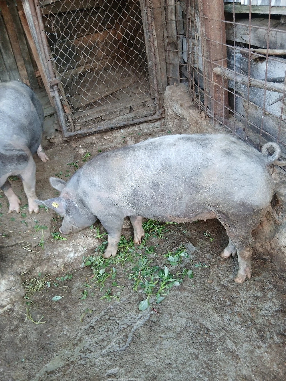 porc pietrean