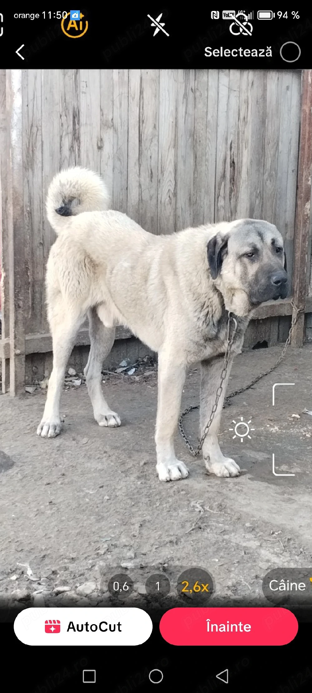 Vând kangal 
