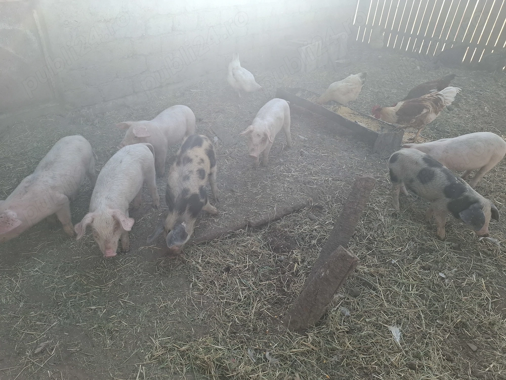 Vand purcei  9 saptamani 