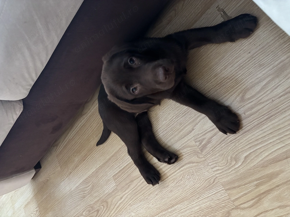 Pui labrador maro 2 luni
