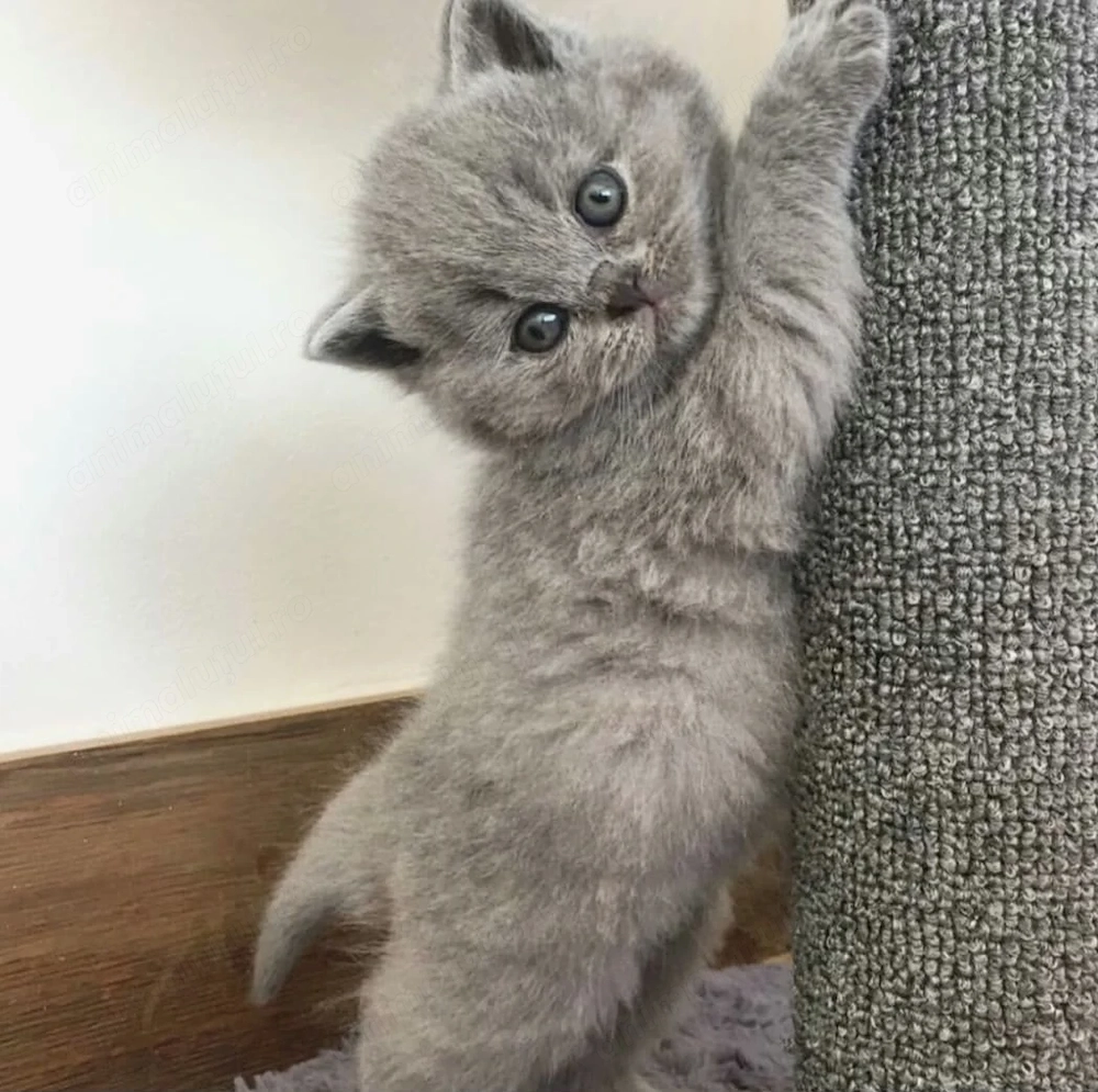 Motănel british shorthair 