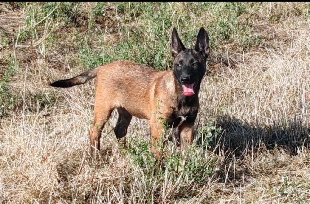 femela malinois 