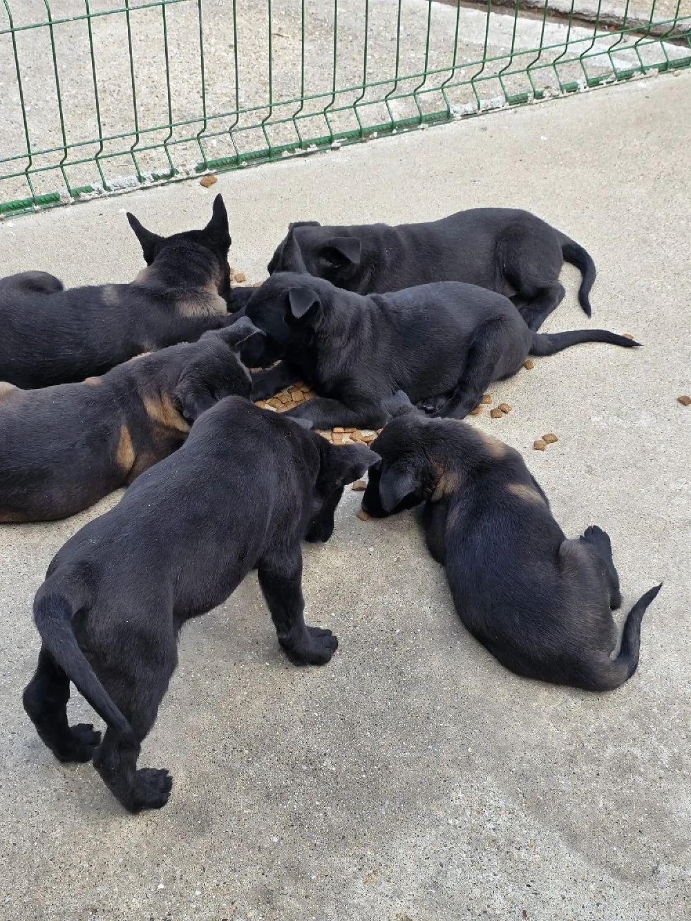Catei Ciobanesc Belgian Malinois