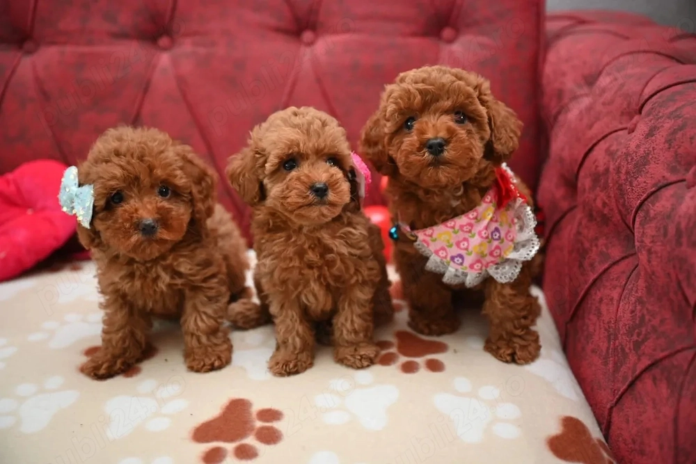 Caniche Poodle Toy Red- posibilitate vizita, Canisa Proprie 
