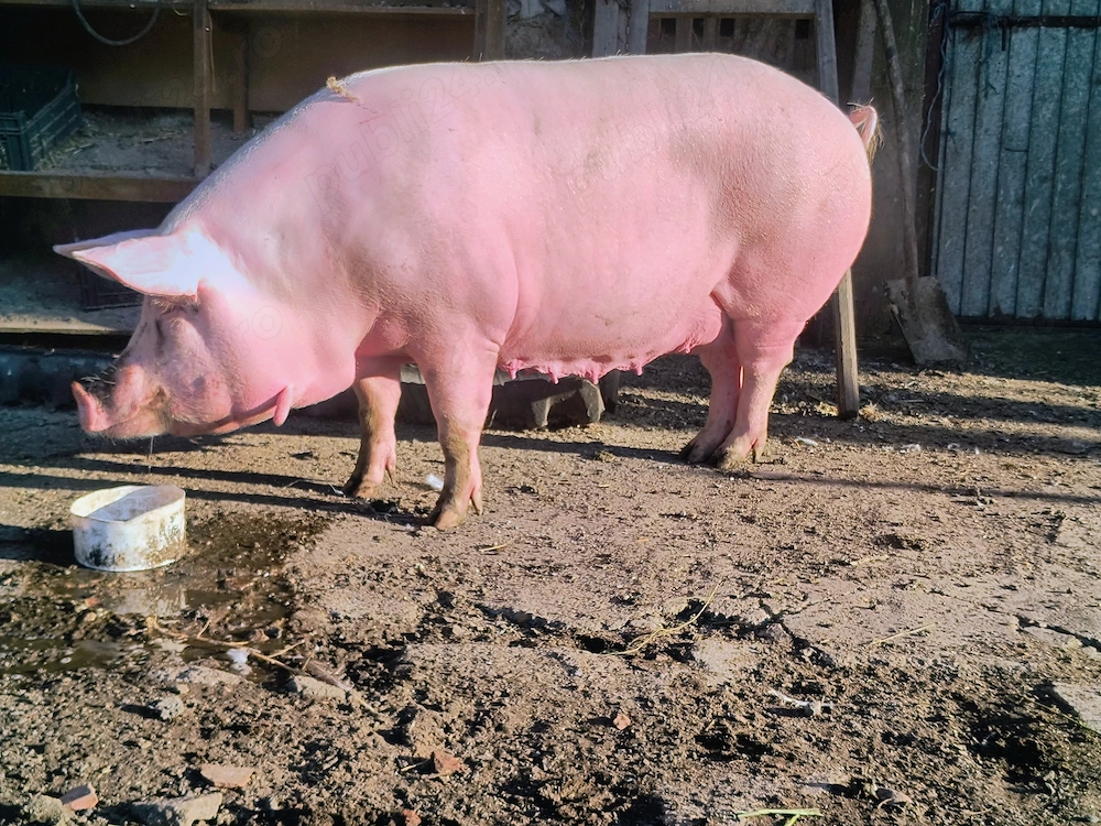Vând porc, preț negociabil 