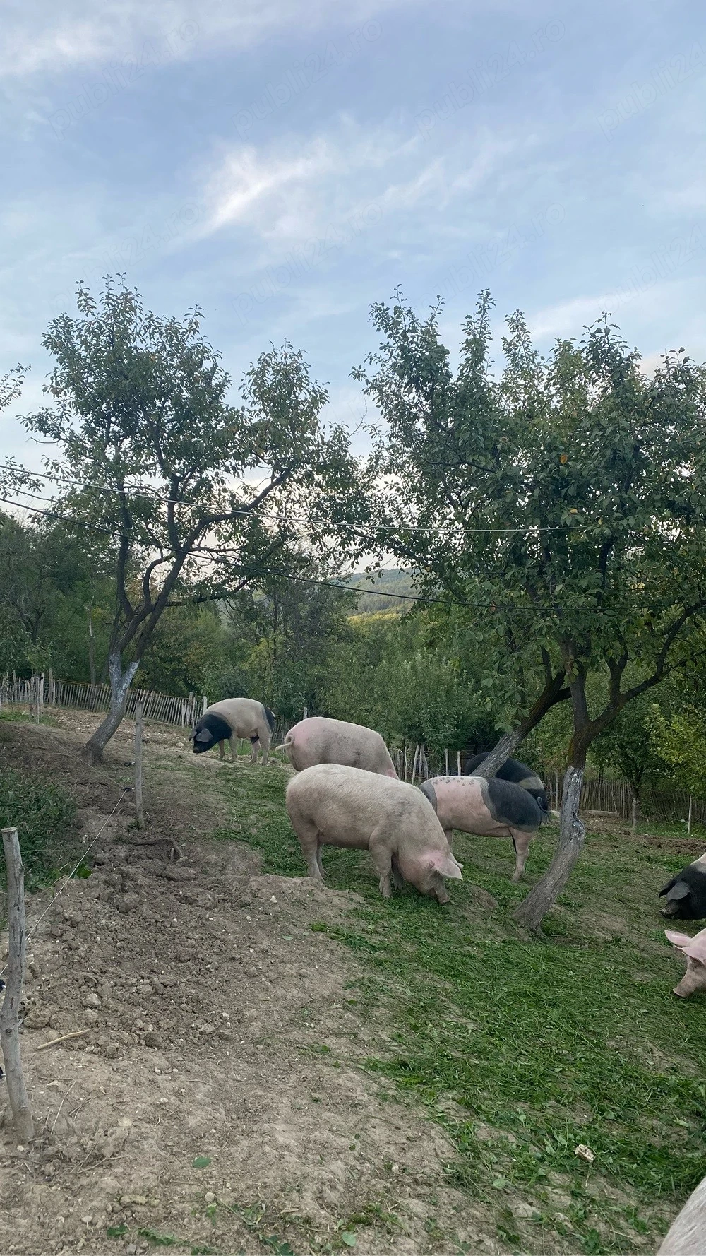 porci de vanzare 