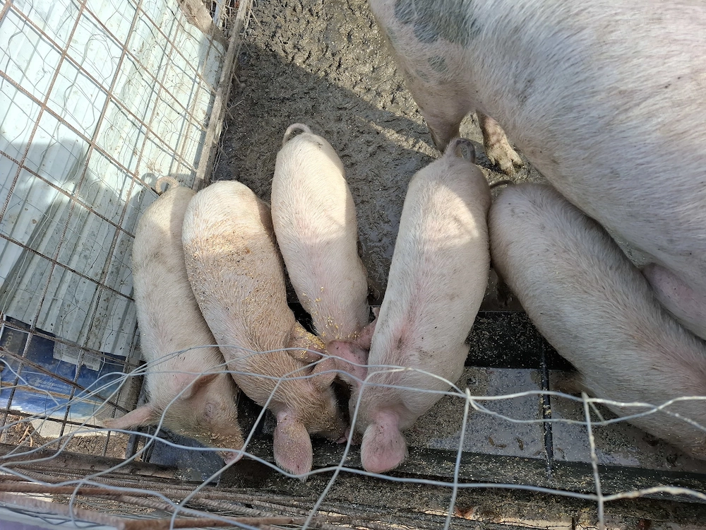 Purcei de vanzare de 12 saptamani 