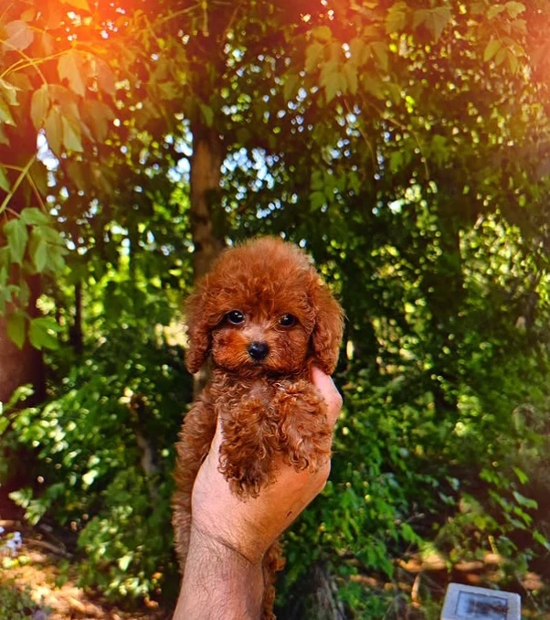 CANICHE Poodle Toy- Canisa , CALITATE genetica Expo 