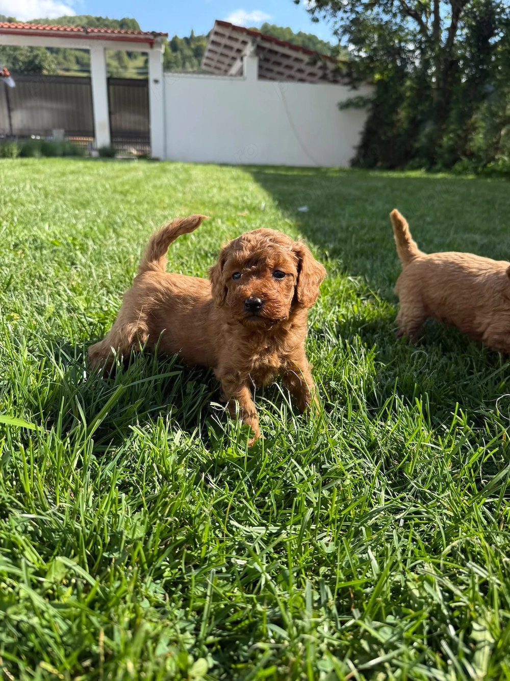 Puii  Pudel Roscat   poodle   caniche   (nu maltipoo)
