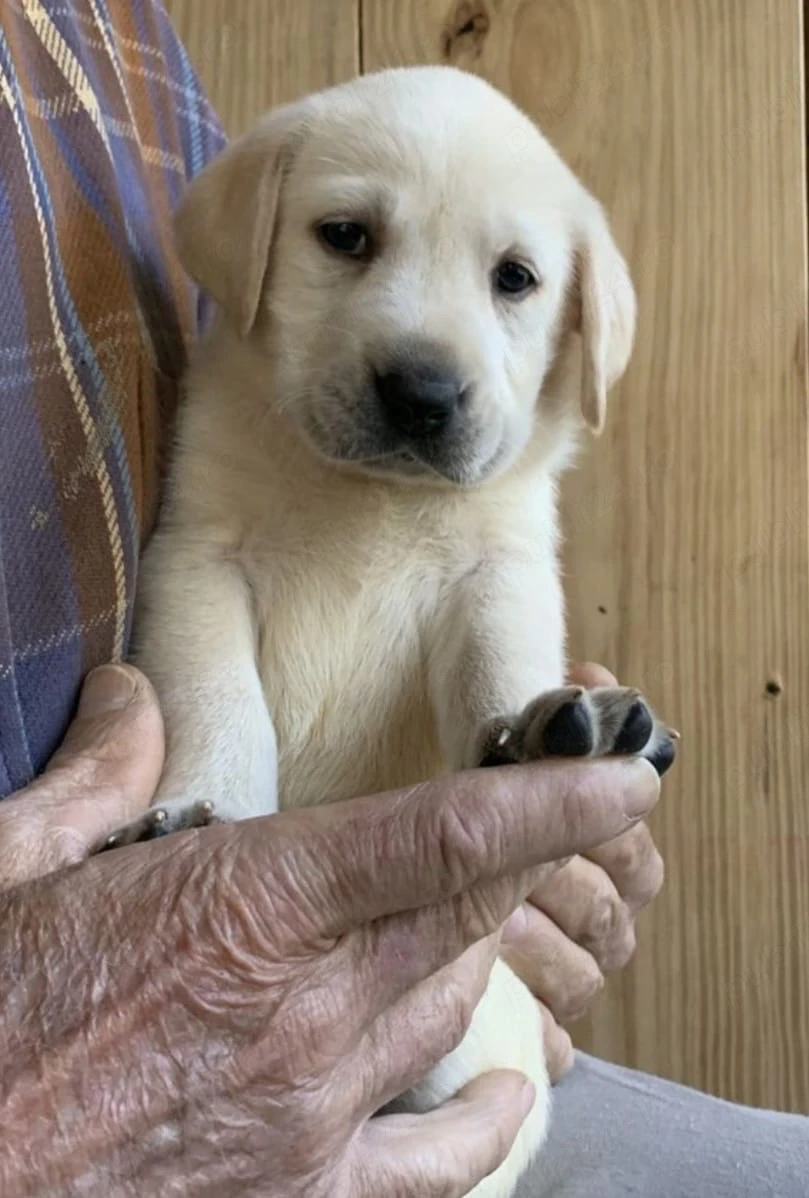 Labrador Golden