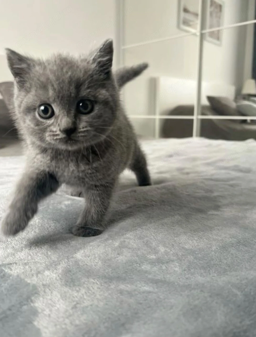 British shorthair baietel 