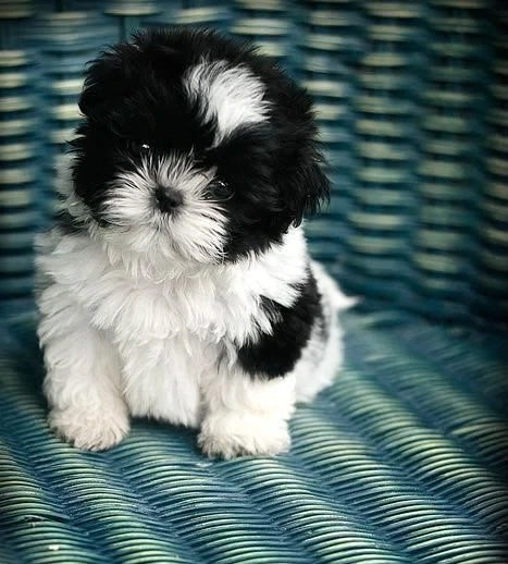Bichon havanez talie mica 
