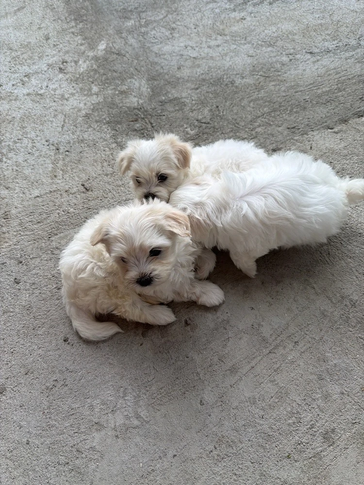 vând bichon maltez 