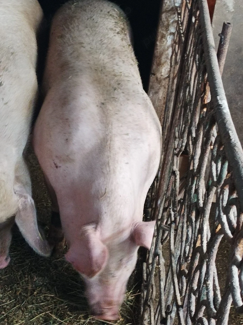 Porci 100-150 kg