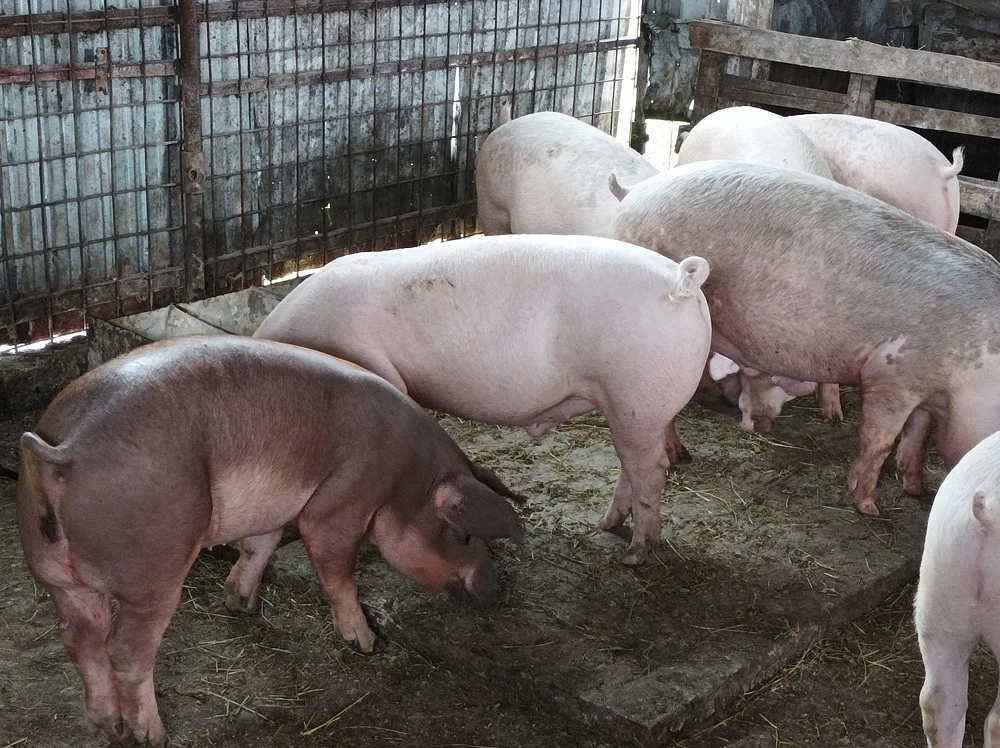 Porci de vanzare 80-90 kg
