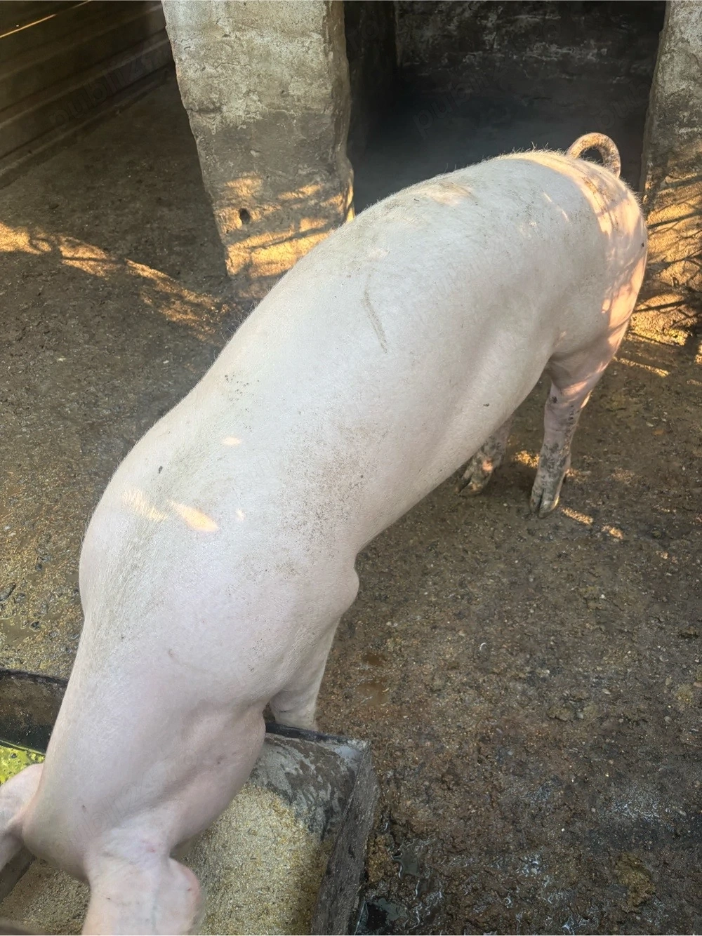 porci de vanzare 