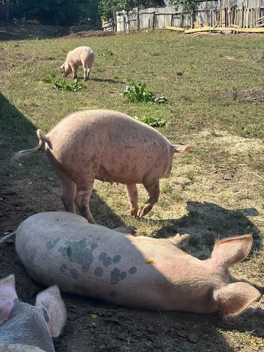 vind porci 