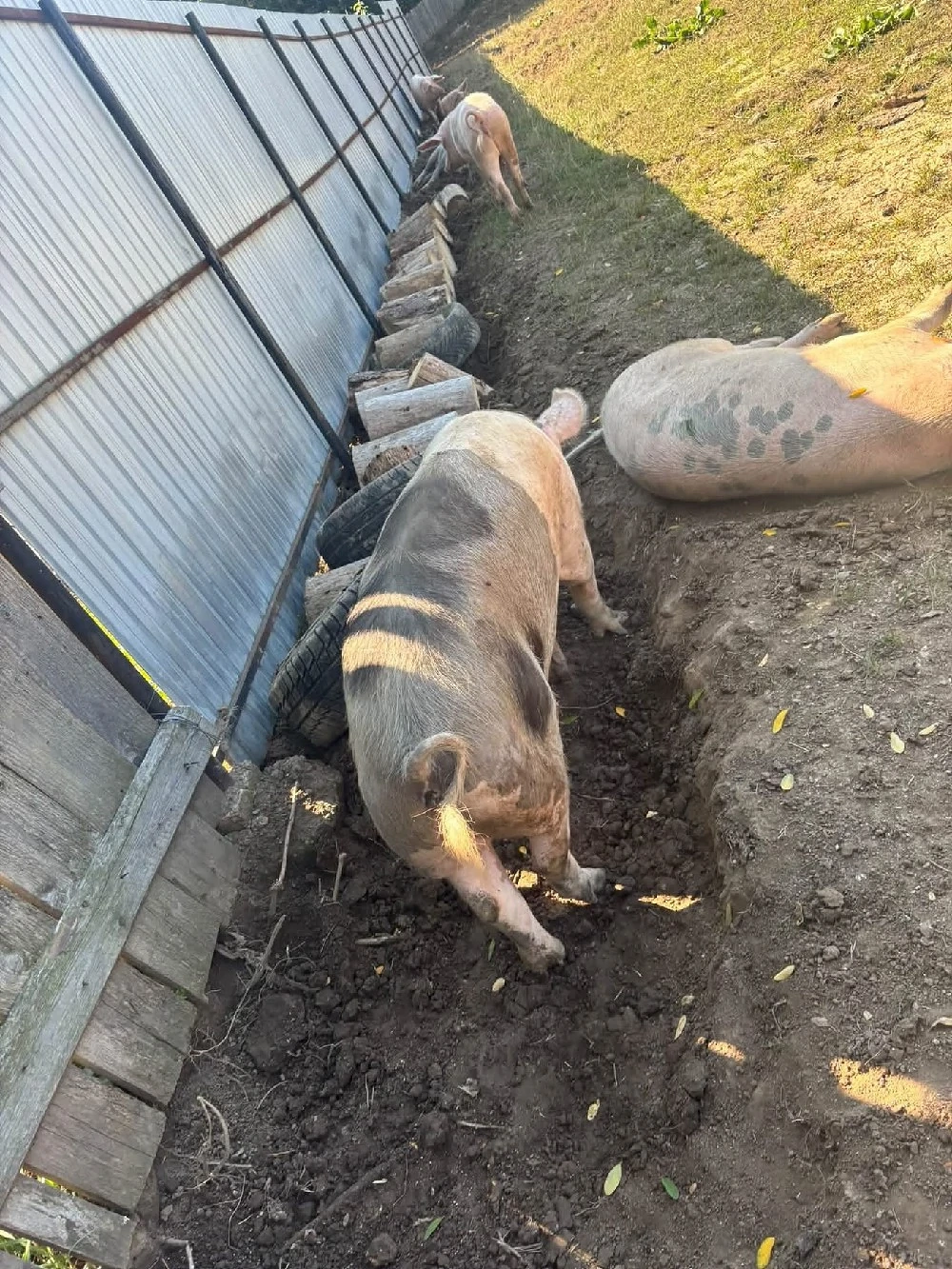 vind porci 