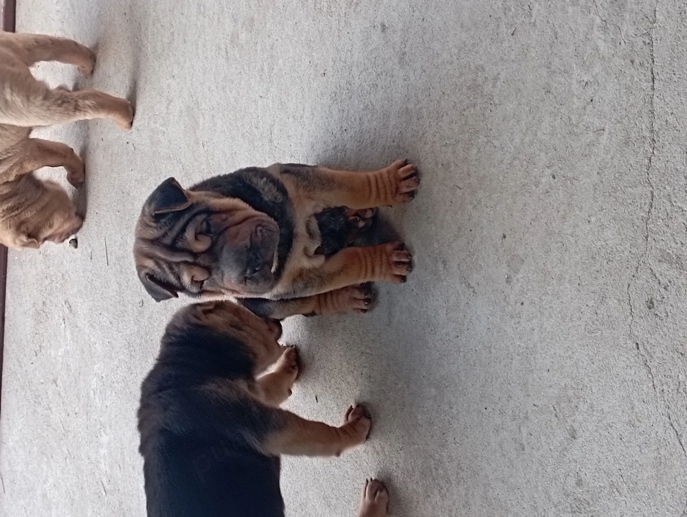 Shar-pei căței au 13 săptămâni 