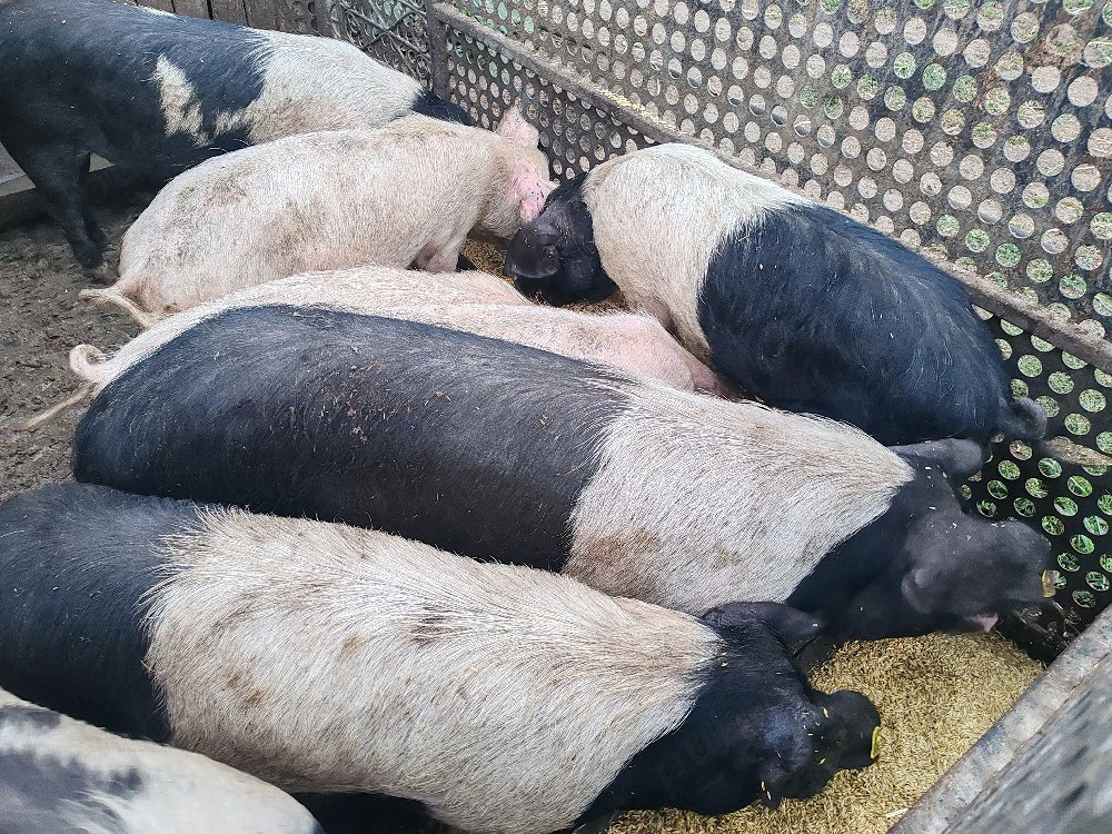 Vând porci de carne și pentru proțap precum și purcei