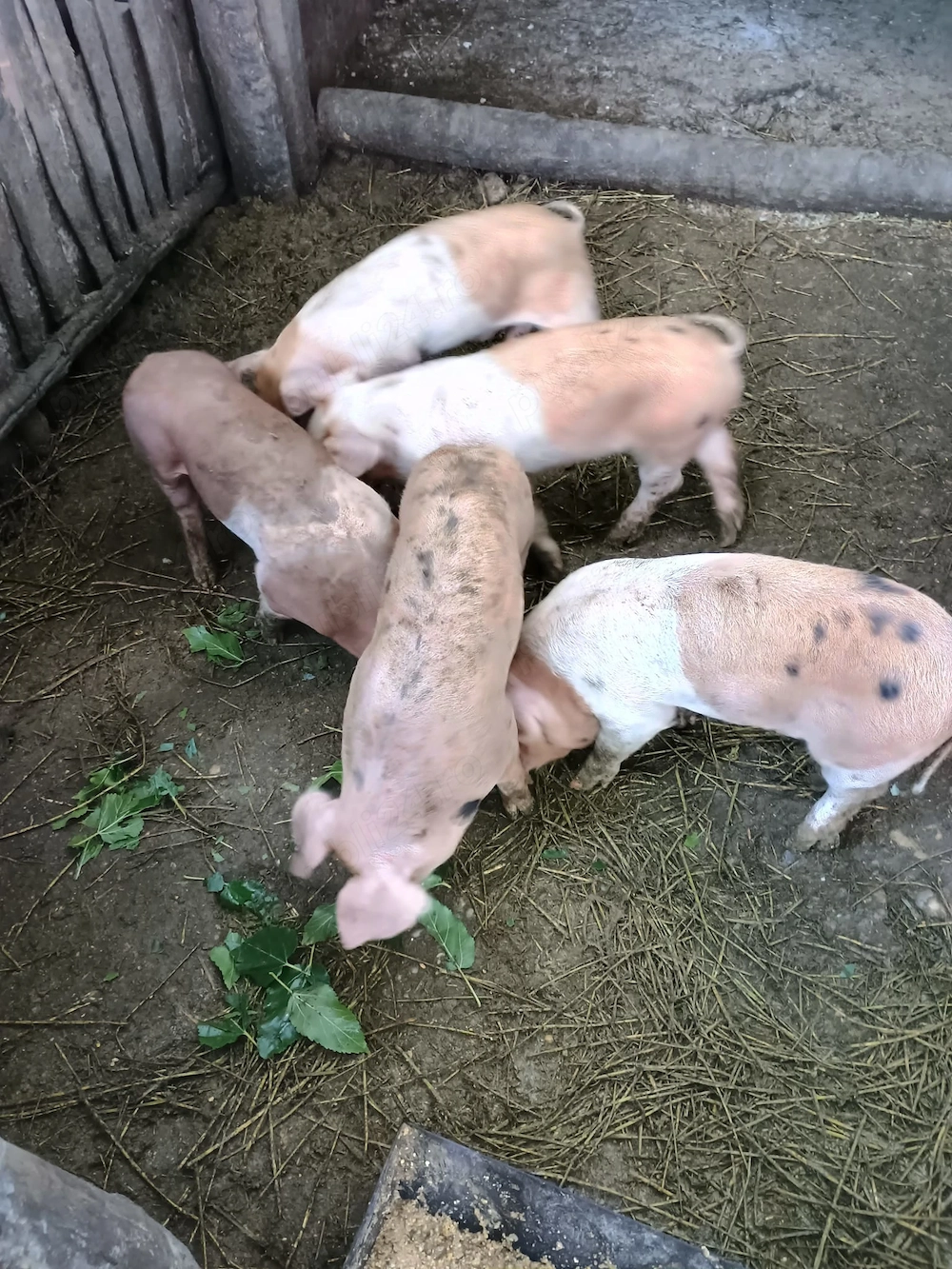 vand 5 purcei sanatosi de 6 saptamani, localitatea Piscolt