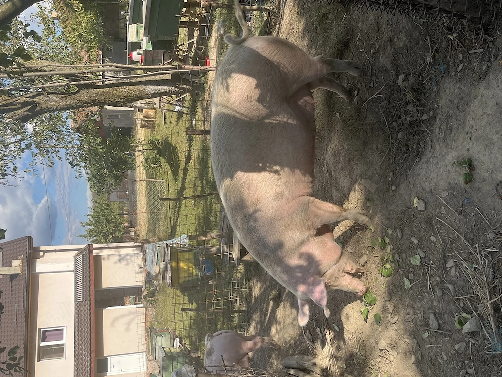 Vând porci în comuna pui 