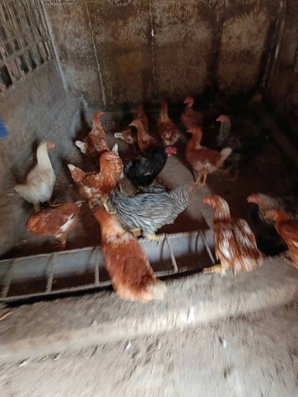 Vând s-au Schimb cu Iepuri belgieni s-au Bibilici 