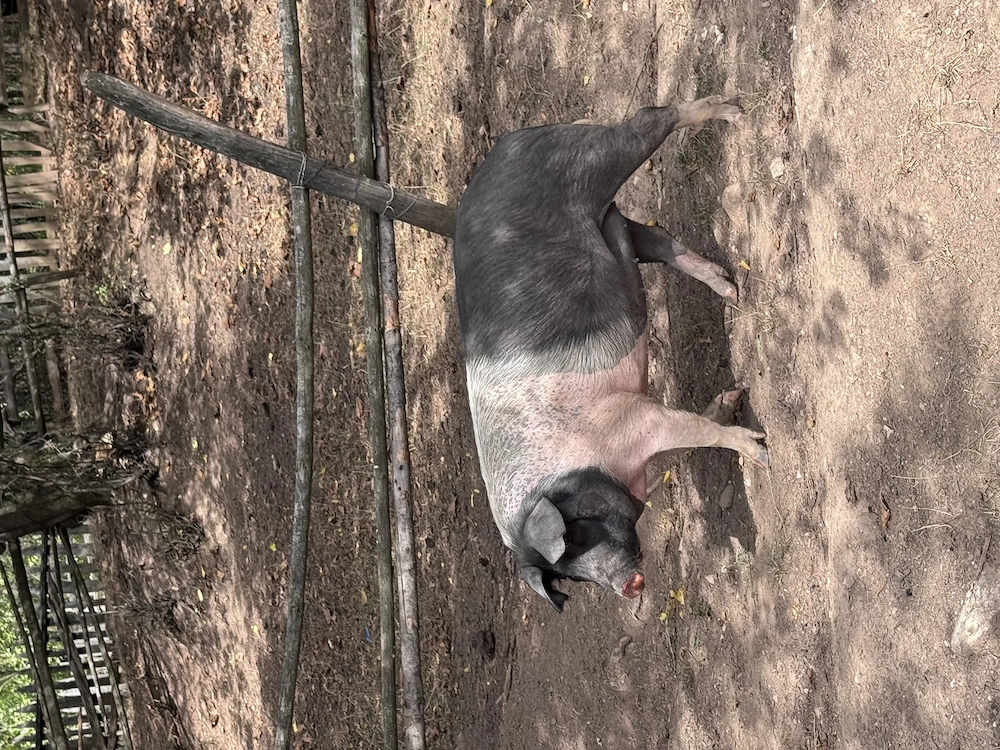 scroafa de sacrificat