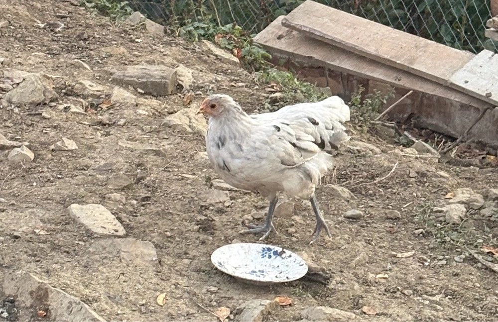 pui australorp