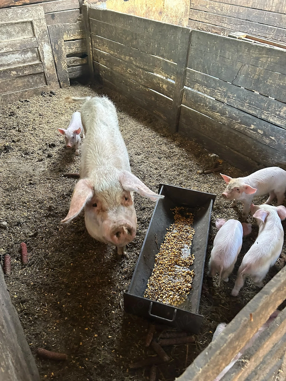 Porci de vânzare 