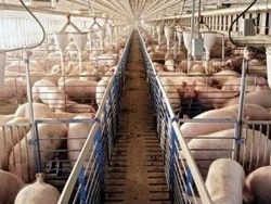 Cautam muncitor sau cuplu la ferma de porci in Austria