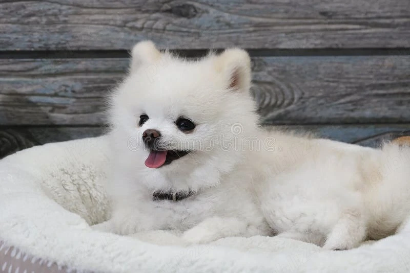 Asigur transport !!! Vand pui Spitz Pomeranian femela 3,5 luni