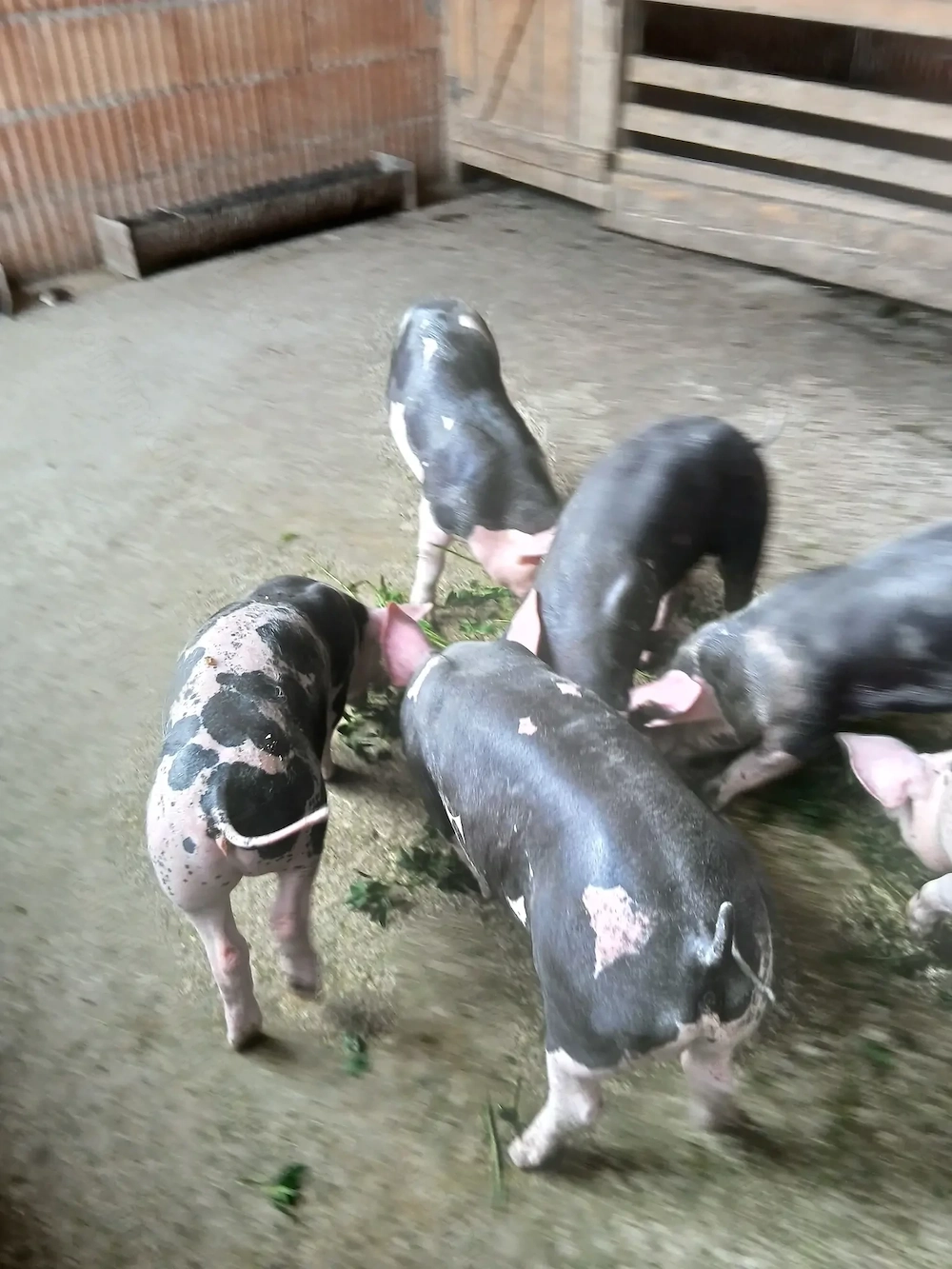 Vand purcei si porc petreian belgian pur